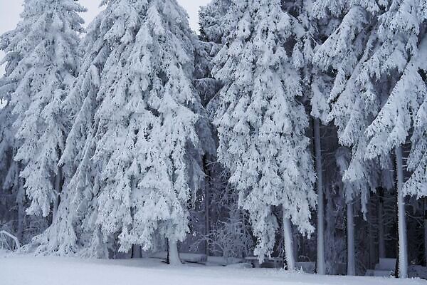 포토 JPG 해외이미지 나무 웰빙 계절 공원 컬러 여행 크리스마스 동화 날씨 휴가 풍경 경사 사람없음 빛 햇빛 환경 냉동 놀람 백발 숲 서리 마법 공학 내추럴 생태학 슬라이드 절정 환상 수평선 겨울풍경 해외202310 해외포토 식물 헤어스타일 공공시설 교육 기념일 감정 컨셉 겨울 표정 태양 파일형식