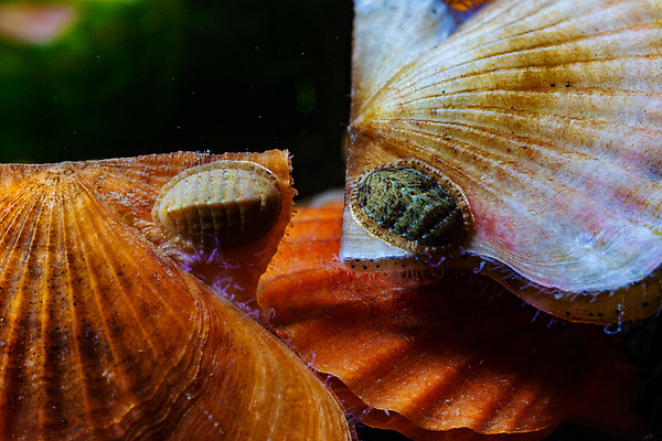 포토 JPG 해외이미지 자연 조개 연체동물 사람없음 껍질 가리비 식용 저서생물 해외202310 해외포토 어패류 생물 무척추동물 생태계 파일형식