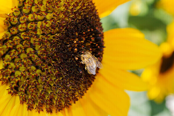 포토 JPG 해외이미지 식물 동물 계절 꽃 백그라운드 밭 농업 벽지 발렌타인데이 사람없음 야외 초록색 파란색 컬러풀 정원 활발 벚꽃 농촌 시골 신용카드 개화 재산 그린에너지 원예 꿀 밭일 해외202310 해외포토 산업 컬러 컨셉 데이이벤트 취미 금융 에너지 파일형식