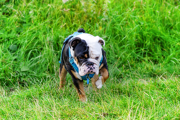 포토 JPG 해외이미지 동물 응시 공원 행복 얼굴 백그라운드 관계 자연 잉글랜드 안내 사랑 서기 성인 사람없음 야외 초록색 반려동물 뷰티 갈색 우정 성장 주름 클래식 개 민들레 혀 불독 몸단장 송곳니 기르기 동반자 유래 특별함 순혈 해외202310 해외포토 시선 공공시설 꽃 감정 컬러 컨셉 포유류 모션 영국 사람 신체부위 친구 입 치아 생태계 돌봄 파일형식