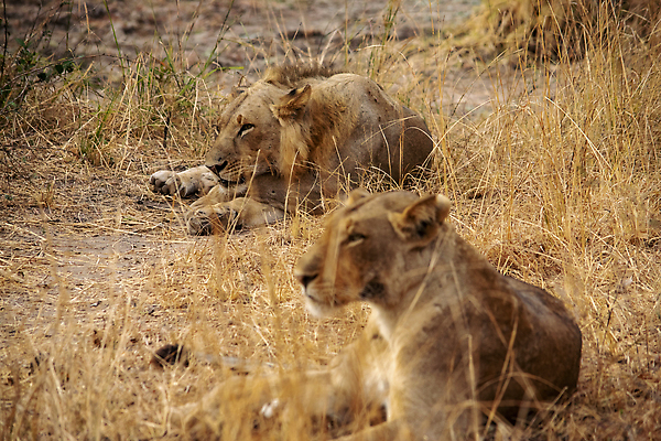 포토 JPG 해외이미지 동물 공원 여자 야생동물 백그라운드 포유류 아프리카 자연 사람없음 야외 환경 고양이 힘 황무지 위험 사자 큼 사파리 육식동물 사냥꾼 케냐 사자자리 동쪽 표범 남쪽 내추럴 나미비아 마사이족 보츠와나 세렝게티 암사자 우간다 잠비아 전국 칼라하리 탄자니아 크루거 해외202310 해외포토 직업 공공시설 나라 컨셉 사람 반려동물 별자리 사막 크기 암컷 방향 생태계 남아프리카공화국 남아프리카 파일형식