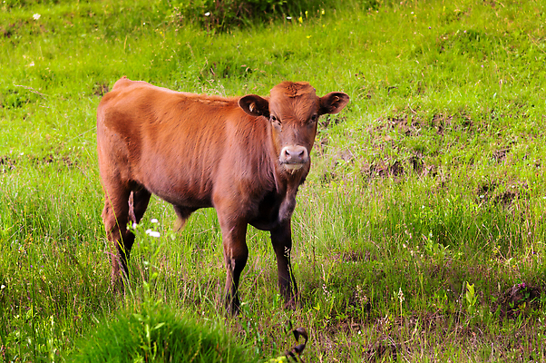 포토 JPG 해외이미지 동물 1 응시 남자 백그라운드 밭 농업 포유류 자연 털 서기 사람없음 야외 가로 초록색 농장 농경지 갈색 머리 가축 목장 소고기 시골 아기 소 닫기 작음 방목 땅 호기심 유기농 황소 송아지 밭일 카피스페이스 해외202310 해외포토 웰빙 시선 감정 산업 새끼 컬러 컨셉 모션 육류 사람 신체부위 공백 축산업 크기 생태계 파일형식