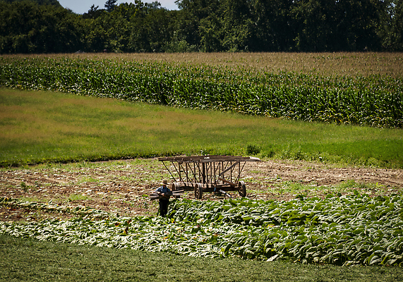 포토 JPG 해외이미지 식물 동물 모자 전통 종교 밭 농업 자연 사람 풍경 사람없음 여름 농장 농경지 갈색 노란색 수확 가을 시골 업무 당기기 볏짚 땅 복고 구식 윤리 파종 해외202310 해외포토 잡화 계절 산업 컬러 모션 농사 작업 짚 생태계 파일형식