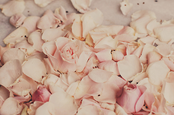 포토 JPG 해외이미지 꽃잎 백그라운드 자연 사람없음 장미 해외202310 해외포토 꽃 생태계 파일형식