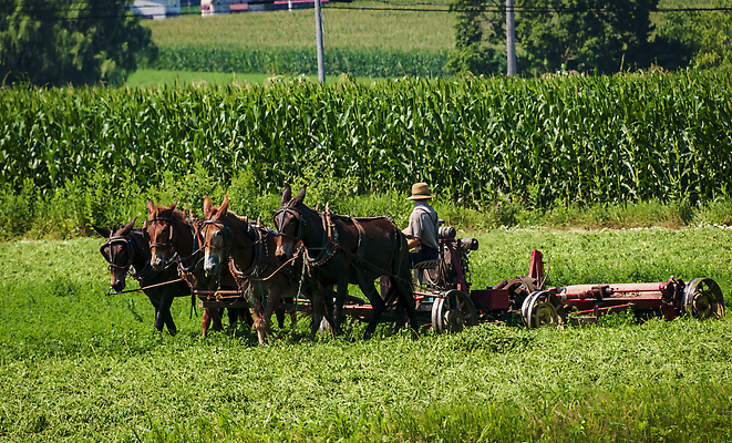 포토 JPG 해외이미지 식물 동물 모자 전통 종교 밭 농업 자연 사람 풍경 사람없음 여름 농장 농경지 갈색 노란색 수확 가을 시골 업무 당기기 볏짚 땅 복고 구식 윤리 파종 해외202310 해외포토 잡화 계절 산업 컬러 모션 농사 작업 짚 생태계 파일형식