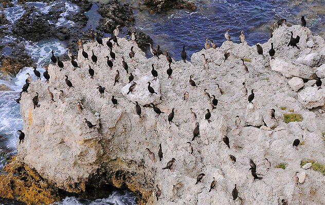 포토 JPG 해외이미지 야생동물 바다 조류 풍경 해변 사람없음 물 절벽 바위 부식 물새 동물상 블러 지질학 무너짐 해외202310 해외포토 자연요소 동물 교육 모션 조형물 돌_바위 파일형식