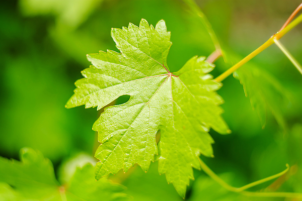 포토 JPG 해외이미지 식물 계절 산업 백그라운드 잎 농업 채소 과일 자연 포도 건강 사람없음 야외 초록색 여름 뷰티 새싹 정원 농사 맑음 봄 성장 나뭇가지 시골 신선 다발 허브 유기농 원예 날것 포도밭 포도나무 내추럴 밭일 해외202310 해외포토 나무 웰빙 컬러 밭 날씨 취미 과일나무 생태계 파일형식