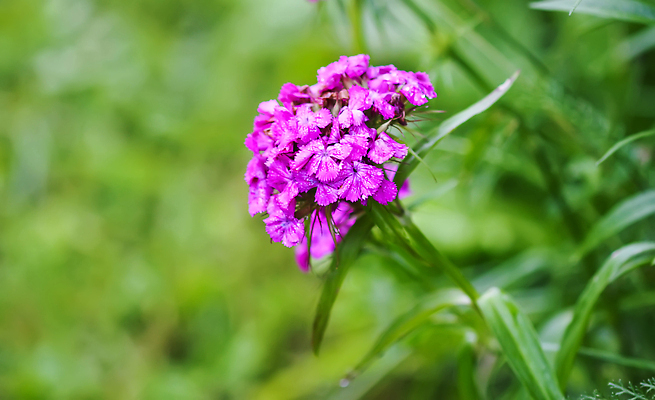 포토 JPG 해외이미지 식물 계절 꽃잎 꽃 분홍색 컬러 꽃다발 백그라운드 잎 꽃무늬 패턴 자연 사람없음 야외 장식 빨간색 초록색 여름 컬러풀 뷰티 정원 보라색 봄 벚꽃 흰색 신선 개화 우아함 달콤 소프트포커스 카네이션 조경 내추럴 우크라이나 튀르키예 해외202310 해외포토 유럽 아시아 컨셉 무늬 촬영기법 맛 생태계 파일형식