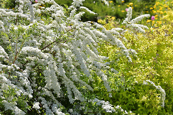 포토 JPG 해외이미지 공원 꽃잎 꽃 백그라운드 잎 자연 조명 사람없음 초록색 뷰티 정원 맑음 봄 벚꽃 흰색 나뭇가지 신선 개화 관목 땅바닥 해외202310 해외포토 나무 식물 계절 공공시설 컬러 날씨 바닥 생태계 파일형식