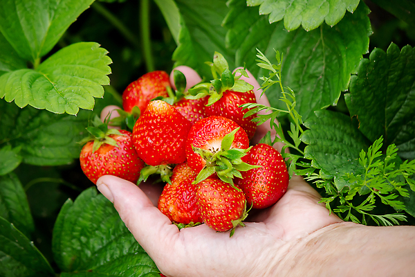 포토 JPG 해외이미지 줄기 잎 밭 과일 딸기 사람없음 농사 딸기밭 무더기 해외202310 해외포토 식물 농업 파일형식