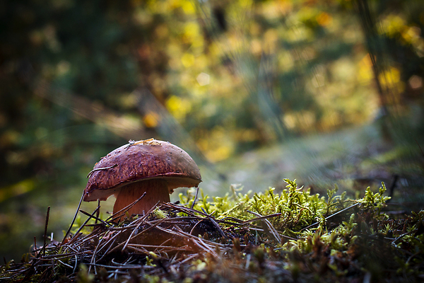 포토 JPG 해외이미지 나무 식물 1 계절 음식 낙엽 다이어트 채소 재료 자연 건강 이끼 사람없음 목재 갈색 환경 맑음 식사 버섯 성장 가을 신선 숲 큼 수집 유기농 날것 침엽수 내추럴 곰팡이 그물버섯 식용 채식주의자 캡모자 비건 맛있는 해외202310 해외포토 모자_잡화 웰빙 컬러 잎 날씨 크기 생태계 채식 파일형식