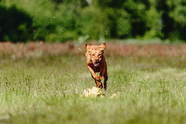 포토 JPG 해외이미지 동물 공원 행복 스포츠 셔츠 밭 포유류 모션 자연 놀이 건강 사람없음 야외 초록색 달리기 햇빛 뷰티 우주 정원 맑음 점프 검은색 경쟁 에너지 레이싱 잡기 개 유혹 강의 테리어 속도 호기심 사냥 사냥개 섬광 순간 순혈 해외202310 해외포토 공공시설 감정 컬러 컨셉 상의 농업 날씨 시합 태양 생태계 파일형식