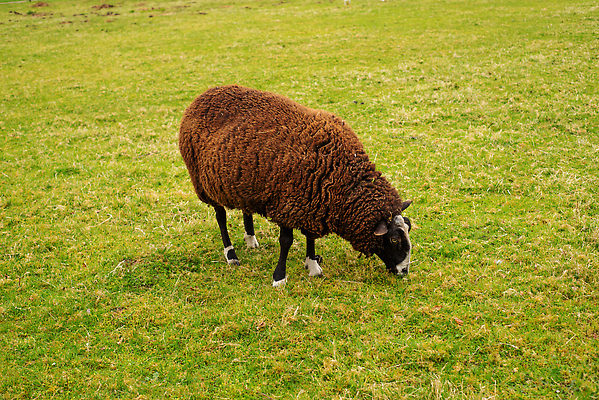 포토 JPG 해외이미지 동물 공원 야생동물 밭 농업 포유류 자연 털 건강 서기 사람없음 야외 초록색 농장 농경지 갈색 머리 환경 가축 봄 자유 시골 신선 양 황무지 소 군중 방목 먹기 네덜란드 에코 양고기 양모 밭일 전국 철강 목가 해외202310 해외포토 계절 공공시설 유럽 산업 컬러 컨셉 모션 육류 사람 신체부위 직물 축산업 생태계 파일형식
