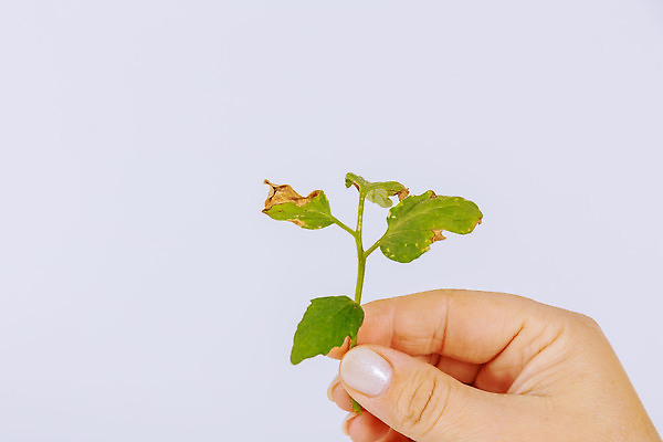 포토 JPG 해외이미지 식물 줄기 잎 자연 건조 사람없음 초록색 농작물 손상 고통 성장 해충 질병 원예 기생충 해외202310 해외포토 감정 컬러 컨셉 농업 의학 취미 바이러스 벌레 생태계 파일형식