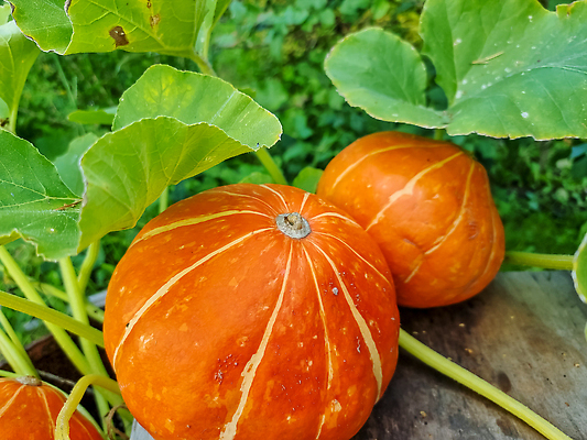 포토 JPG 해외이미지 식물 계절 음식 줄기 백그라운드 잎 밭 농업 채소 오렌지 과일 부분 자연 호박 휴가 건강 사람없음 야외 장식 초록색 농작물 컬러풀 농장 노란색 정원 흙 할로윈 수확 성장 시골 신선 큼 유기농 원예 박 추수감사절 스쿼시 10월 내추럴 밭일 숙성 세련 해외202310 해외포토 웰빙 산업 기독교 스포츠 컬러 취미 구기 날짜 크기 생태계 파일형식