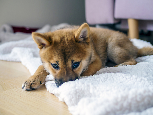 포토 JPG 해외이미지 동물 1 응시 행복 새끼 백그라운드 포유류 놀이 세포 실내 미소 사람없음 야외 빨간색 반려동물 뷰티 갈색 귀여움 일본 달력 아기 개 강아지 작음 모피 솜털 송곳니 고립 기르기 유래 순종 해외202310 해외포토 시선 감정 아시아 컬러 컨셉 표정 사람 내부 치아 크기 왕 돌봄 파일형식
