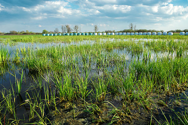 포토 JPG 해외이미지 식물 구름 계절 줄기 백그라운드 밭 농업 자연 하늘 날씨 풍경 사람없음 야외 초록색 물 여름 파란색 농장 환경 봄 젖음 성장 전원 시골 연못 습지 큼 땅 홍수 생태계 진흙 땅바닥 변소 재앙 수평선 해외202310 해외포토 자연요소 산업 컬러 바닥 전기에너지 크기 자연재해 파일형식