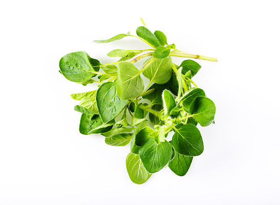 포토 JPG 해외이미지 건강 사람없음 초록색 신선 오레가노 해외202310 해외포토 컬러 파일형식