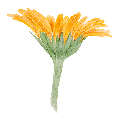 포토 JPG 해외이미지 클립아트 식물 꽃잎 꽃 포스터 결혼 꽃무늬 오렌지 일러스트 자연 해바라기 건강 미술 사람없음 치료 약 노란색 화장품 들꽃 성장 직물 인쇄 스케치 약국 꽃집 허브 그림 에코 원예 데이지 초대 화단 손그림 거베라 아로마테라피 금잔화 고립 엘리먼트 자연요법 캐모마일 포장소품 현실 해외202310 해외일러스트 컬러 무늬 과일 포장 의학 문화예술 이벤트 취미 뷰티 환경 상점 오브젝트 생태계 테라피 포장재료 파일형식