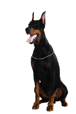 포토 JPG 해외이미지 한마리 사람없음 강아지 흰배경 도베르만핀셔 해외202310 해외포토 1 백그라운드 반려동물 흰색 개 파일형식 핀셔