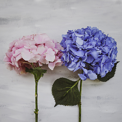 포토 JPG 해외이미지 백그라운드 잎 사람없음 화려 수국 해외202310 해외포토 식물 꽃 컨셉 파일형식