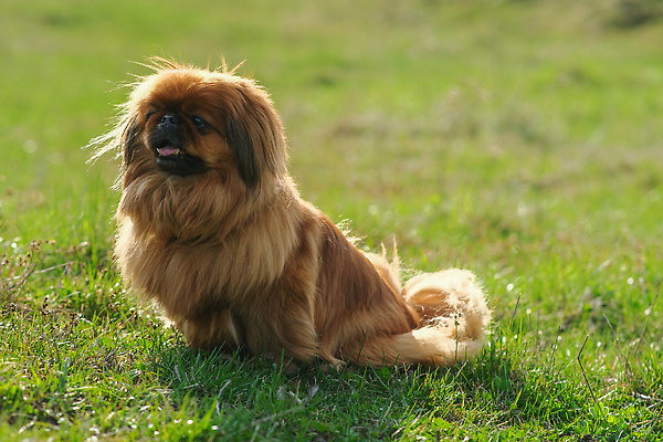 포토 JPG 해외이미지 동물 1 응시 새끼 포유류 자연 놀이 털 서기 사람없음 야외 초록색 여름 반려동물 갈색 걷기 중국 우정 개 강아지 고독 작음 모피 솜털 생강 송곳니 양모 기르기 바보 유래 순혈 해외202310 해외포토 시선 계절 감정 아시아 컬러 채소 모션 친구 직물 치아 크기 생태계 돌봄 파일형식