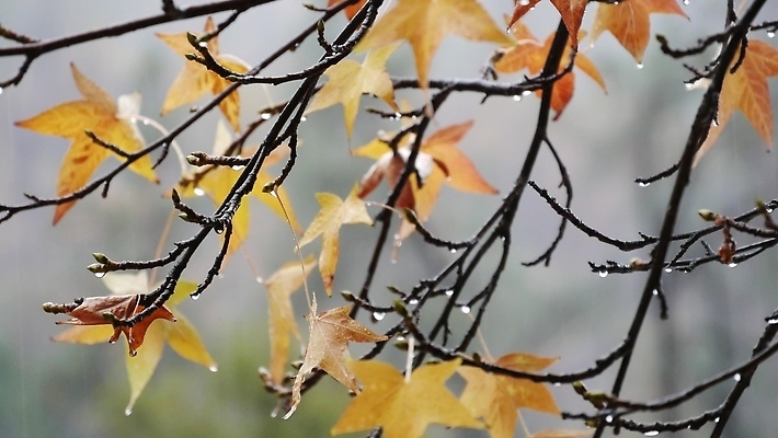 포토 JPG 해외이미지 나무 식물 계절 공원 백그라운드 단풍 잎 오렌지 자연 날씨 사람없음 물 노란색 미국 습기 젖음 촉촉함 가을 물방울 나뭇가지 신선 붓기 떨어짐 숲 9월 11월 빗방울 10월 벌거벗은 삼림지대 해외202310 해외포토 자연요소 공공시설 컬러 컨셉 북아메리카 과일 모션 비_날씨 날짜 생태계 파일형식