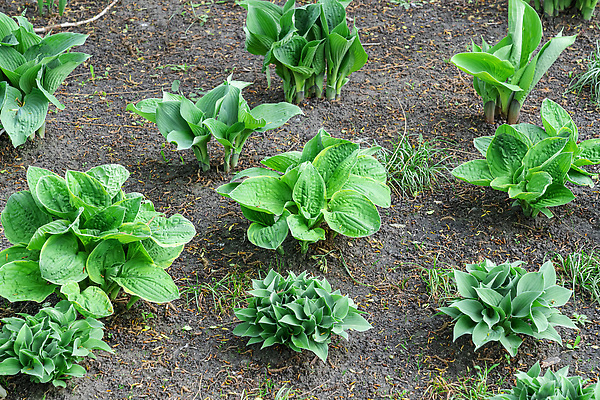 포토 JPG 해외이미지 식물 계절 공원 꽃 꽃다발 백그라운드 잎 밭 자연 벽지 풍경 사람없음 장식 초록색 여름 뷰티 정원 봄 개화 백합 원예 질감 생물학 향기 주인 내추럴 땅바닥 원예사 해외202310 해외포토 직업 공공시설 교육 컬러 농업 바닥 취미 생태계 냄새 파일형식