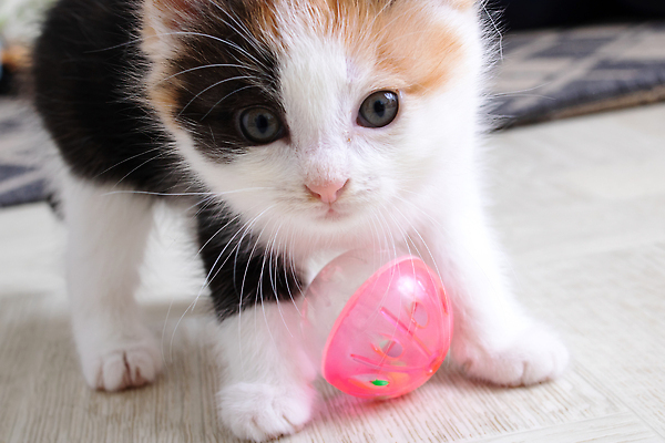 포토 JPG 해외이미지 동물 응시 얼굴 장난 공 놀이 바닥 주택 털 사람없음 목재 빨간색 반려동물 장난감 뷰티 귀여움 검은색 고양이 흰색 작음 모피 만족 얼룩무늬 솜털 의견 양모 거짓말 인기 총구 해외202310 해외포토 나무 시선 감정 컬러 컨셉 무늬 재료 포유류 건물 신체부위 직물 크기 파일형식