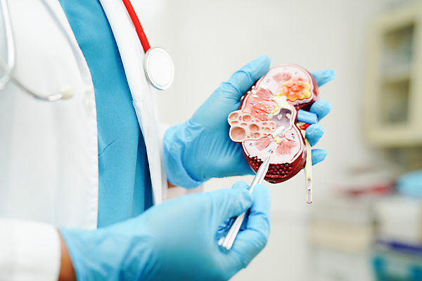 포토 JPG 해외이미지 건강 한명 상반신 성인 펜 모형 의사 가리킴 잡기 신장 질병 증상 성인한명만 해외202310 해외포토 1 의학 모션 사람 손짓 필기구 의료진 비뇨기관 성인만 파일형식