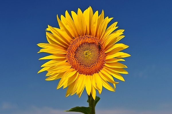 포토 JPG 해외이미지 식물 꽃 백그라운드 잎 꽃무늬 밭 농업 자연 하늘 해바라기 풍경 사람없음 야외 초록색 여름 파란색 뷰티 노란색 맑음 성장 벚꽃 시골 내추럴 해외202310 해외포토 계절 산업 컬러 무늬 날씨 생태계 파일형식