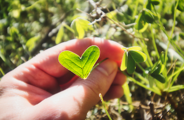 포토 JPG 해외이미지 모양 식물 손 행복 지구 컨셉 잎 농업 손가락 자연 따뜻함 발렌타인데이 사랑 안전 사람없음 초록색 세계 햇빛 태양 새싹 환경 정원 행성 낭만 에너지 성장 잡기 보호 에코 생태계 시스템 유지 돌봄 모종 생태학 해외202310 해외포토 자연요소 교육 감정 산업 컬러 모션 데이이벤트 신체부위 우주 파일형식