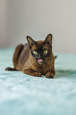 포토 JPG 해외이미지 앉기 사람없음 파란색 귀여움 고양이 해외202310 해외포토 컬러 컨셉 포유류 모션 반려동물 파일형식