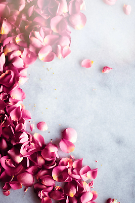 포토 JPG 해외이미지 꽃잎 분홍색 백그라운드 사람없음 장미 카피스페이스 해외202310 해외포토 꽃 컬러 공백 파일형식