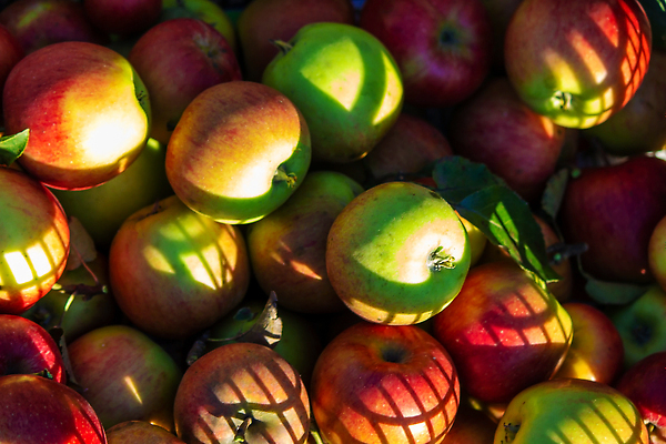 포토 JPG 해외이미지 나무 식물 계절 음식 컬러 백그라운드 잎 밭 농업 다이어트 과일 자연 하늘 건강 사람없음 야외 목재 빨간색 초록색 농작물 농장 정원 맑음 수확 성장 나뭇가지 신선 그룹 달콤 사과 과수원 유기농 원예 내추럴 밭일 숙성 줄서기 많음 맛있는 해외202310 해외포토 웰빙 산업 컨셉 재료 모션 날씨 취미 맛 생태계 파일형식