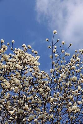 포토 JPG 해외이미지 나무 식물 꽃 하늘 사람없음 봄 들꽃 벚꽃 나뭇가지 서리 해외202310 해외포토 계절 파일형식