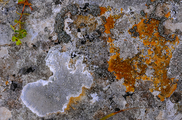 포토 JPG 해외이미지 식물 자연 표면 이끼 사람없음 야외 갈색 노란색 성장 바위 해조류 질감 생태학 지질학 해외202310 해외포토 교육 컬러 돌_바위 해양식물 생태계 파일형식