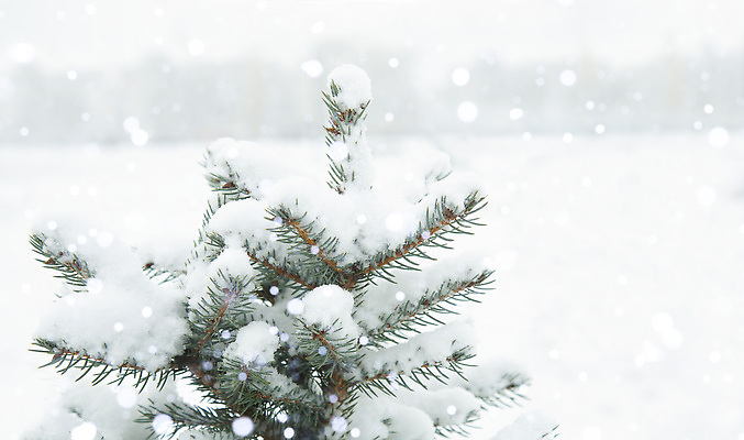 포토 JPG 해외이미지 나무 계절 조각 백그라운드 크리스마스 겨울 자연 날씨 휴가 새해 사람없음 야외 뷰티 크리스마스트리 냉동 추위 흰색 나뭇가지 소나무 바늘 눈송이 서리 보케 상록수 침엽수 전나무 눈보라 내추럴 폭설 눈내림 가문비나무 크리스마스배경 해외202310 해외포토 식물 기념일 컬러 눈_날씨 도구 자연재해 생태계 파일형식