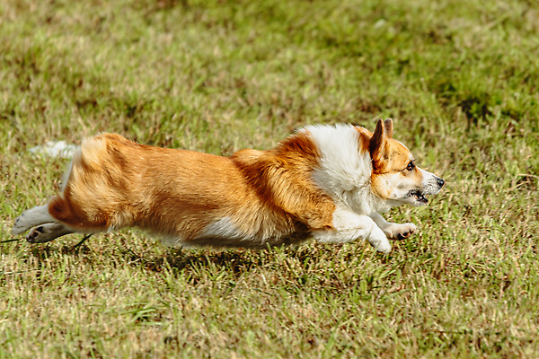 포토 JPG 해외이미지 동물 1 공원 감정 스포츠 밭 모션 놀이 건강 사람없음 야외 초록색 여름 반려동물 달리기 뷰티 걷기 정원 점프 경쟁 에너지 가을 게임 시골 레이싱 잡기 개 유혹 속도 사냥 송곳니 기르기 전력질주 챔피언 순혈 해외202310 해외포토 계절 공공시설 컬러 컨셉 농업 포유류 시합 치아 돌봄 파일형식