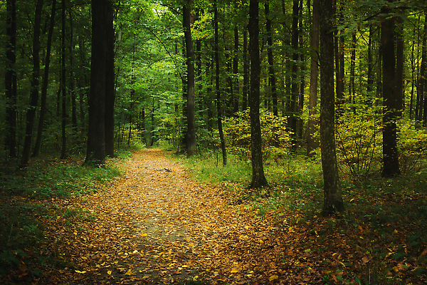 포토 JPG 해외이미지 나무 공원 도로 길 백그라운드 낙엽 잎 자연 아침 요정 풍경 사람없음 야외 목재 초록색 여름 빛 햇빛 뷰티 환경 맑음 어둠 가을 전원 숲 신비 오솔길 그림 공상 내추럴 삼림지대 해외202310 해외포토 주간 식물 계절 공공시설 컬러 컨셉 재료 교통시설 날씨 태양 전기에너지 생태계 파일형식
