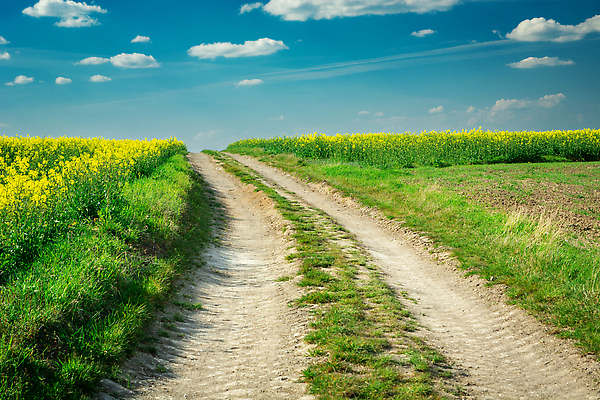 포토 JPG 해외이미지 식물 구름 계절 꽃 도로 길 컬러 백그라운드 밭 농업 자연 하늘 풍경 사람없음 야외 초록색 여름 파란색 뷰티 농장 농경지 노란색 맑음 봄 벚꽃 흰색 전원 시골 신선 땅 유채 먼지 내추럴 카놀라 수평선 해외202310 해외포토 자연요소 산업 교통시설 날씨 전기에너지 생태계 파일형식