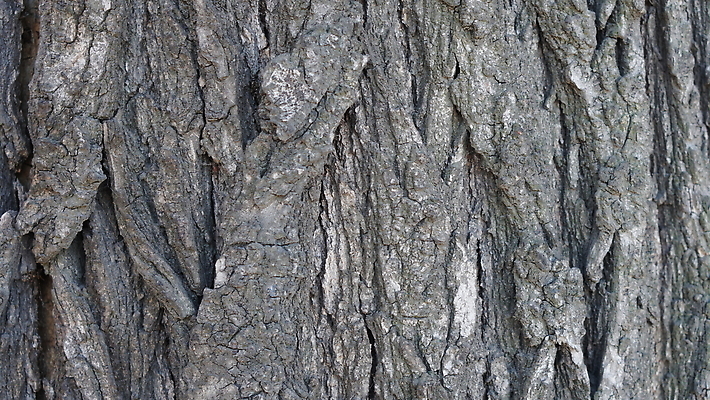 포토 JPG 해외이미지 나무 식물 디자인 선 백그라운드 패턴 자연 표면 날씨 추상 건조 사람없음 목재 갈색 환경 소나무 거친 역사 보호 널 숲 낟알 장작 천 피부 묘사 부식 유기농 질감 나무껍질 잡동사니 내추럴 외양간 그런지 수목 옛날 울퉁불퉁 노화 해외202310 해외포토 웰빙 컬러 컨셉 무늬 재료 신체부위 껍질 직물 생태계 파일형식