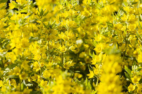 포토 JPG 해외이미지 식물 계절 공원 꽃잎 꽃 컬러 꽃다발 백그라운드 잎 꽃무늬 밭 자연 탁자 하늘 추상 부활절 프레임 사람없음 목재 초록색 파란색 빛 컬러풀 태양 뷰티 노란색 정원 봄 수확 벚꽃 흰색 신선 정상 4월 5월 다발 배열 내추럴 옛날 파스텔톤 카피스페이스 해외202310 해외포토 자연요소 나무 공공시설 기념일 가구 무늬 농업 재료 공백 날짜 생태계 파일형식