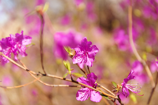 포토 JPG 해외이미지 식물 계절 꽃잎 꽃 분홍색 컬러 백그라운드 잎 꽃무늬 자연 사람없음 야외 뷰티 정원 보라색 봄 벚꽃 나뭇가지 신선 개화 소프트포커스 숲 4월 진달래 제비꽃 내추럴 블러 해외202310 해외포토 나무 무늬 촬영기법 날짜 생태계 파일형식