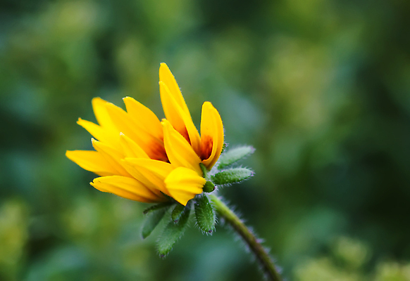 포토 JPG 해외이미지 식물 계절 공원 꽃잎 꽃 백그라운드 잎 꽃무늬 밭 오렌지 자연 사람없음 야외 장식 초록색 여름 컬러풀 뷰티 노란색 정원 봄 활발 들꽃 성장 벚꽃 신선 개화 황금 유기농 원예 꽃가루 잡종 내추럴 해외202310 해외포토 웰빙 공공시설 컬러 컨셉 무늬 농업 과일 취미 가루 생태계 파일형식