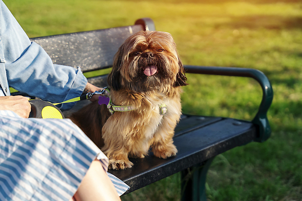 포토 JPG 해외이미지 동물 1 디자인 응시 행복 새끼 백그라운드 자연 털 서기 앉기 성인 사람없음 야외 초록색 반려동물 햇빛 뷰티 갈색 중국 가을 닫기 개 강아지 작음 솜털 송곳니 고립 기르기 순혈 해외202310 해외포토 시선 계절 감정 아시아 컬러 포유류 모션 사람 태양 치아 크기 생태계 돌봄 파일형식