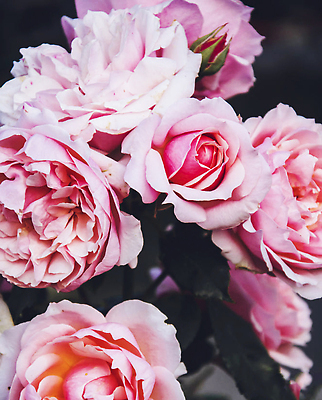 포토 JPG 해외이미지 꽃 분홍색 잎 자연 사람없음 화려 원예 해외202310 해외포토 식물 컬러 컨셉 취미 생태계 파일형식