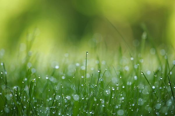 포토 JPG 해외이미지 식물 계절 백그라운드 잎 밭 자연 아침 날씨 추상 잔디 사람없음 야외 초록색 물 여름 뷰티 환경 정원 침묵 봄 거품 젖음 성장 물방울 신선 투명 액체 칼날 떨어짐 이슬 빗방울 순수 내추럴 해외202310 해외포토 주간 자연요소 컬러 컨셉 무늬 농업 소리 비_날씨 생태계 파일형식