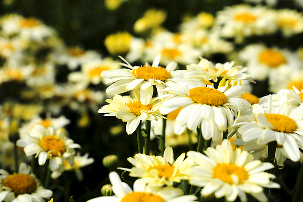 포토 JPG 해외이미지 식물 꽃 줄기 백그라운드 잎 꽃무늬 밭 자연 국화 풍경 사람없음 초록색 여름 태양 노란색 정원 맑음 봄 벚꽃 흰색 시골 신선 개화 그룹 센터 큼 다발 관목 데이지 화단 내추럴 고립 캐모마일 해외202310 해외포토 자연요소 나무 계절 컬러 무늬 농업 날씨 크기 허브 생태계 파일형식