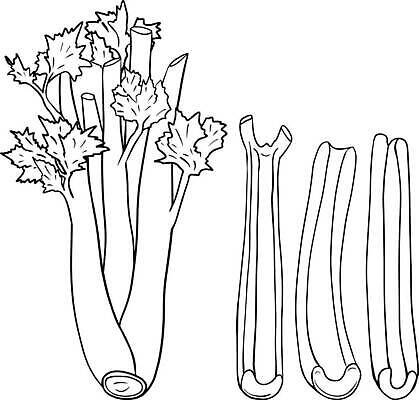 EPS 해외이미지 식물 손 디자인 배너 선 음식 백그라운드 농업 채소 일러스트 재료 자연 표시 건강 요리 미술 그래픽 장식 초록색 여름 세트 농장 주방 정원 샐러드 신선 시장 약초 낙서 인쇄 스케치 허브 오브젝트 메뉴 그림 유기농 양배추 힙스터 벡터 비건 국경 해외202310 해외일러스트 웰빙 계절 패션 산업 컬러 문화예술 신체부위 풀_식물 생태계 채식주의자 파일형식